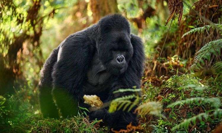 Gorilla Permit Booking Uganda - Self Drive Safaris Uganda