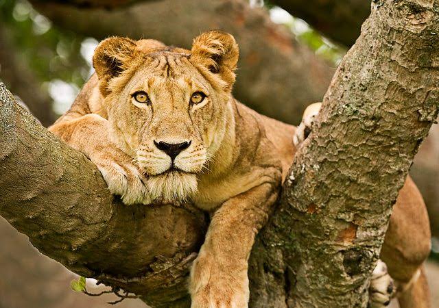 Queen Elizabeth National Park - Self Drive Safaris Uganda