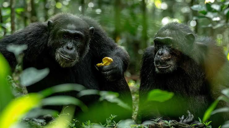 Chimpanzee Permit Booking Uganda - Self Drive Safaris Uganda