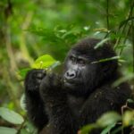 Uganda Safari Itinerary With Gorilla Trekking