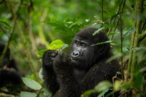 Uganda Safari Itinerary With Gorilla Trekking