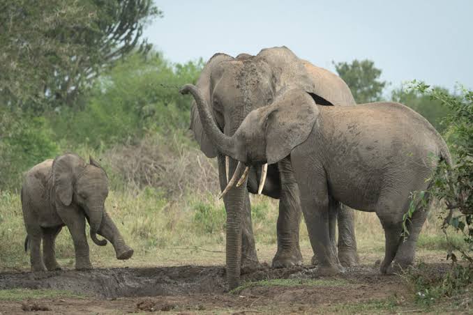 7 days Uganda Self Drive Safari Itinerary