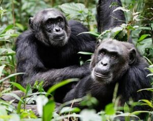 Best 4×4 Vehicle For Kibale Forest Chimpanzee Tracking
