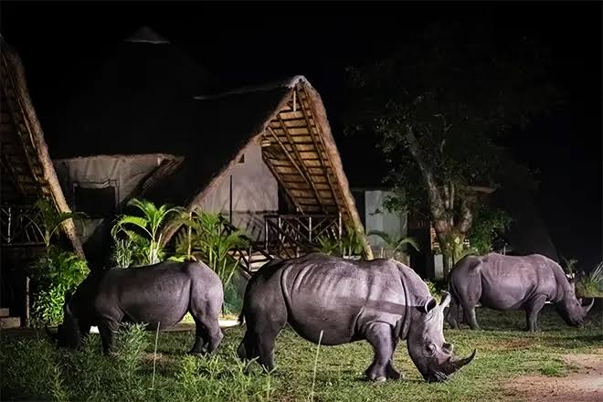Ziwa Rhino Sanctuary Uganda - Self Drive Safaris Uganda