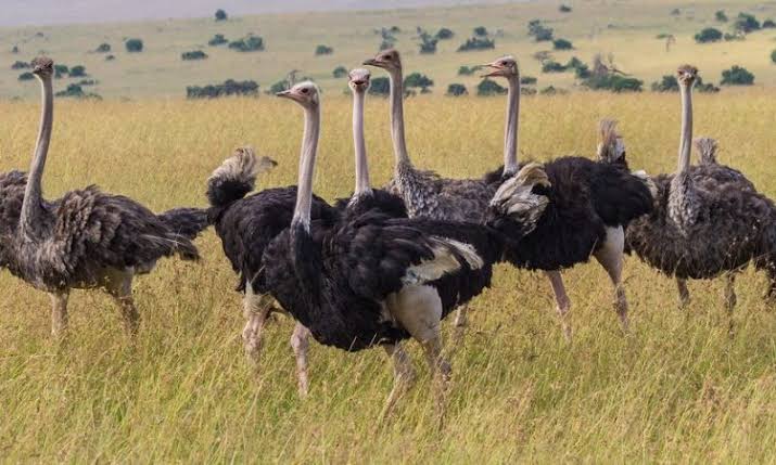 Pian Upe Wildlife Reserve Safari Uganda